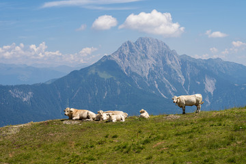 Fototapeta premium Rinderfamilie auf der Almwiese