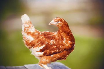 Bright chicken with red plumage stands and proudly looks, walking in the summer on the farm.