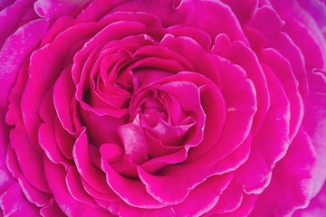 Fototapeta na wymiar Rose in pink Nahaufnahme.