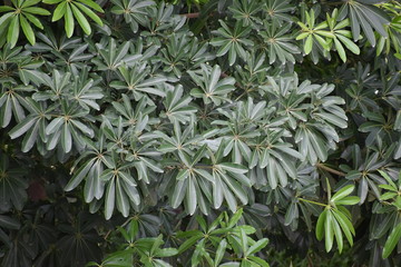 Fototapeta premium A beautiful foliage of light and dark green leaves
