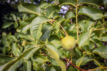 One ripening walnut husk