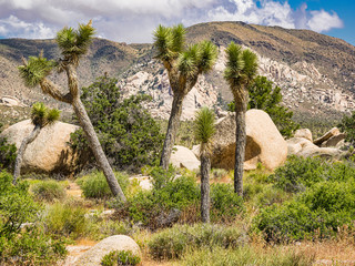 Joshua Tree National Park