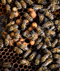 Honey bees on the home apiary