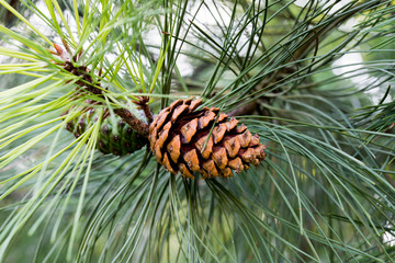 Pinus ponderosa,  ponderosa pine, bull pine, blackjack pine cones on twig