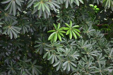 Naklejka na ściany i meble A foliage of long light and dark green leaves