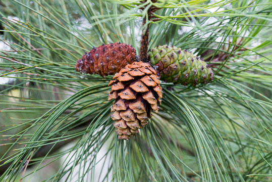 Pinus ponderosa,  ponderosa pine, bull pine, blackjack pine cones on twig