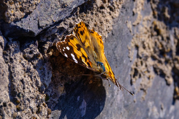 Monarch butterfly on a stone wall close-up