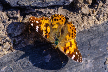 Monarch butterfly on a stone wall close-up