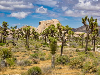 Joshua Tree National Park
