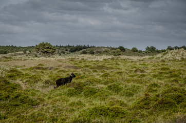 Wild buck, goats or capreolus in the dunes vlieland. Vlieland is a dutch island in the Waddenzee