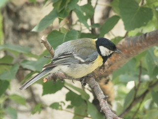 Obraz premium bird on a branch