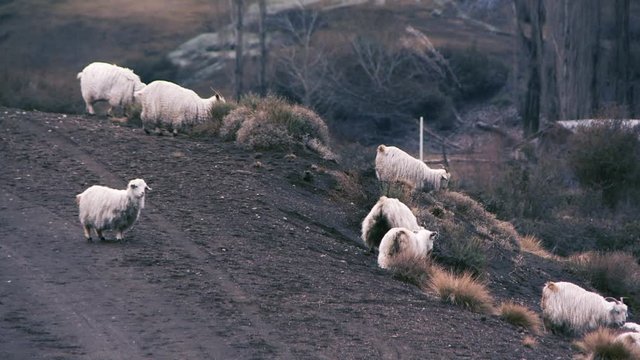  Flock of Sheep going down of a Hill in the Patagonia, South America. 