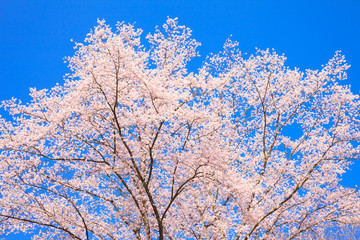 Cherry blossom with blue sky in Japan