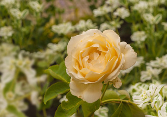 Peach yellow rose Euphorbia marginata