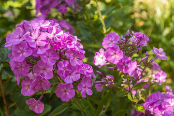 Blooming purple phlox