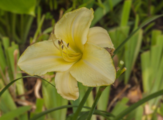 Blooming almost white daylily in the garden background.