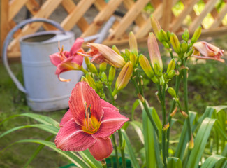 Hemerocallis  