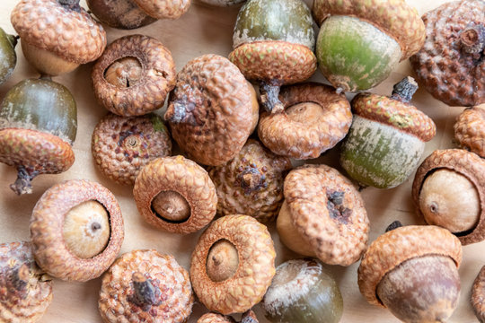 Viele im Herbst gesammelte Eicheln (Nuss des Eichenbaums) mit Fruchtbecher / Capula liegen auf einer Holzplatte bereit zum Basteln mit Kindern f&uuml;r Weihnachten oder die dunklere Jahreszeit