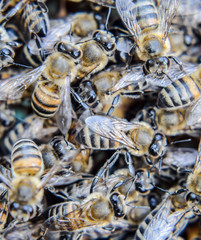 Macro photograph of bees. Dance of the honey bee. Bees in a bee hive on honeycombs.