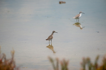 Wood Sandpiper at Bangpu Recreation Center, Samut Prakan, Thailand