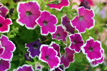 Fototapeta premium Петуния