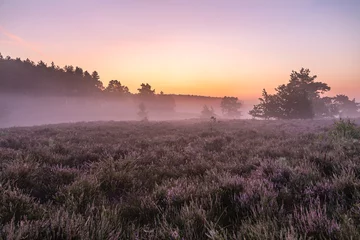 Foto auf Leinwand Landschaftsfoto aus der Heide, hier ist ein stimmungsvoller Sonnenaufgang auf dem Teut in Limburg, Belgien © krist