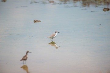 Wood Sandpiper at Bangpu Recreation Center, Samut Prakan, Thailand