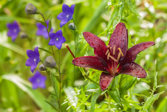 Purple-black lily of a group of Asian hybrids "Mapira" and blue Platycodon