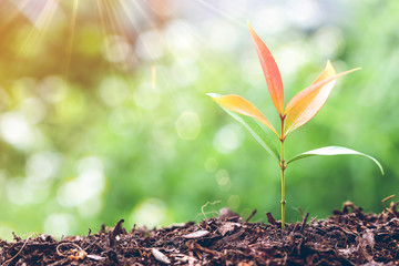 Young plant growing in good ground,The concept of growth