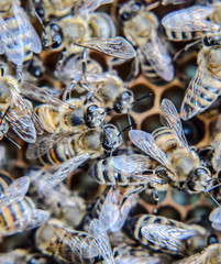 Macro photograph of bees. Dance of the honey bee. Bees in a bee hive on honeycombs.
