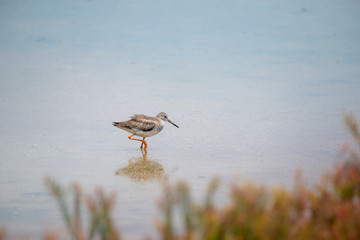 Common redshank at Bangpu Recreation Center, Samut Prakan, Thailand