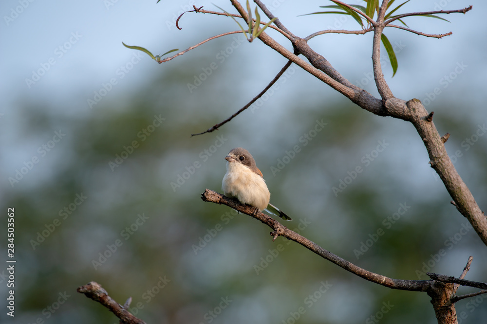 Wall mural Female Burmese Shrike.  Its natural habitats are subtropical or tropical moist lowland forest and subtropical or tropical moist montane forest.