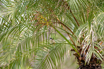 Naklejka na ściany i meble Female Burmese Shrike. Its natural habitats are subtropical or tropical moist lowland forest and subtropical or tropical moist montane forest.