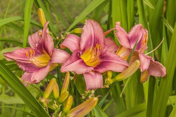 Blooming pink daylily 