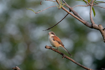 Female Burmese Shrike.  Its natural habitats are subtropical or tropical moist lowland forest and subtropical or tropical moist montane forest.