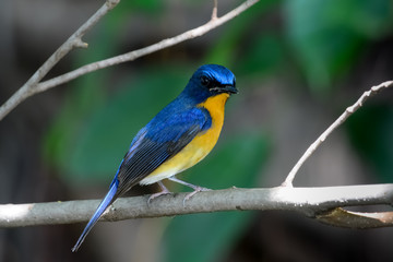 hill blue flycatcher