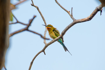 blue tailed bee eater bird