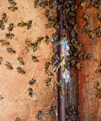 A beehive, a view from the inside. The bee-hut. Honey bee. Entrance to the hive.