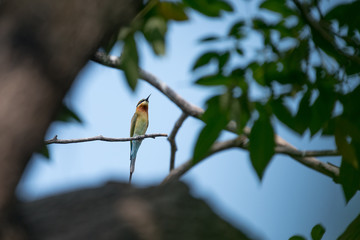 Obraz premium blue tailed bee eater bird