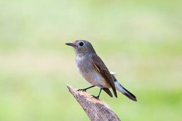 Red-throated Flycatcher or Taiga Flycatcher