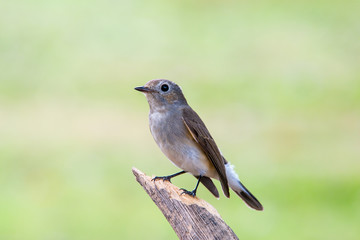 Red-throated Flycatcher or Taiga Flycatcher