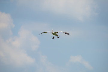 Flying spot billed pelican or grey pelican in Thailand
