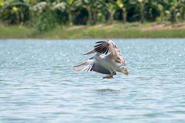 Flying spot billed pelican or grey pelican in Thailand
