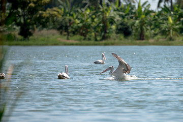 Flying spot billed pelican or grey pelican in Thailand