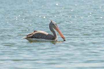 spot billed pelican or grey pelican in Thailand