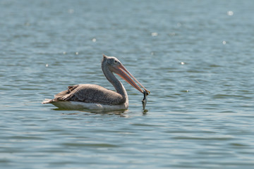 spot billed pelican or grey pelican in Thailand