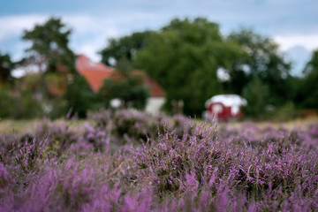 Typical german heather landscape with erica plants