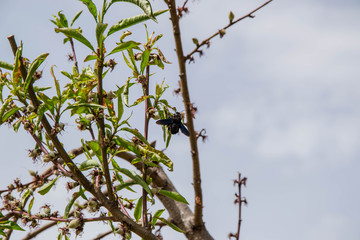 Two dark purple beetle insects on blooming tree, springtime tree, with buds becoming fruits, against blue sky