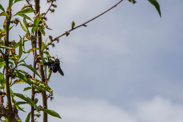 Two dark purple beetle insects on blooming tree, springtime tree, with buds becoming fruits, against blue sky