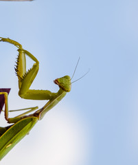 Praying mantis on a red fence. Predator insect mantis.